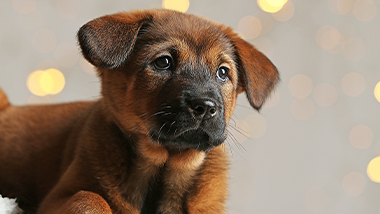 dog puppy