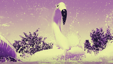 summer splash flamingo pool
